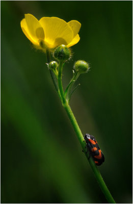 Black and Red Froghopper on a Buttercup