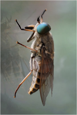 Dark Giant Horsefly (Tabanus sudeticus)