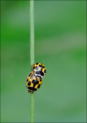 14 Spot Ladybirds