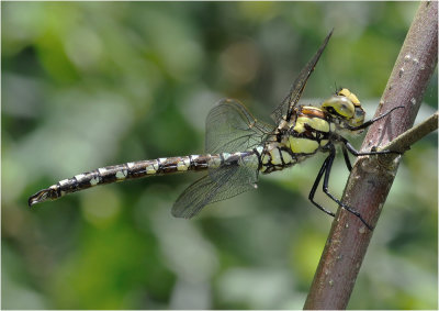 Southern Hawker 