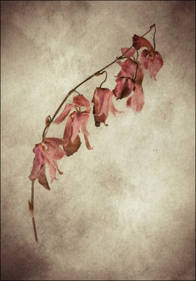 Forgotten Orchid