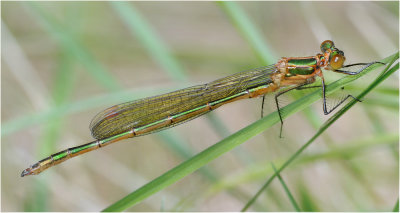 Emerald Damselfly 