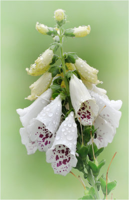 Foxglove