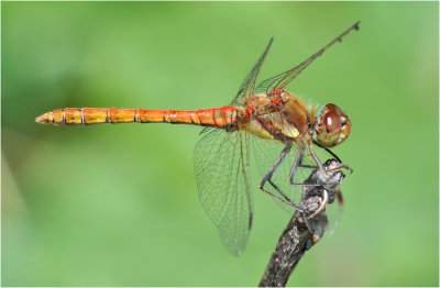 Common Darter (male)