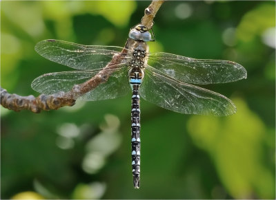 Migrant Hawker