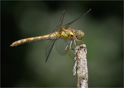 Common Darter (female)