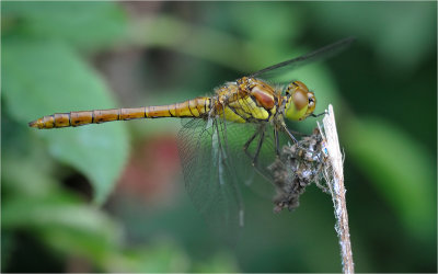 Common Darter (female)