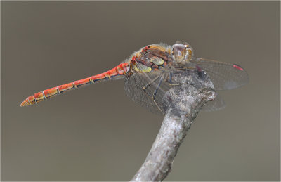 Common Darter (male)