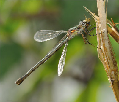 Emerald Damselfly 