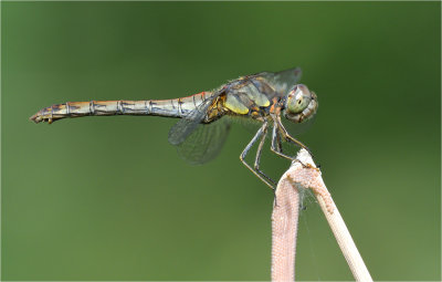 Common Darter 