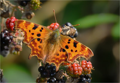 Comma on Bramble