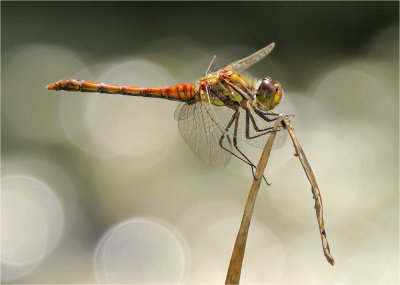 Common Darter (male)