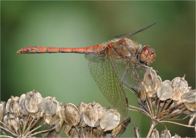 Common Darter (male)