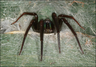Tube Web Spider (Segestria Florentina)