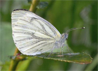 Gren Veined White