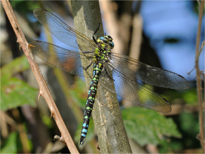 Southern Hawker (male)