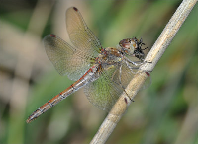 Common Darter 