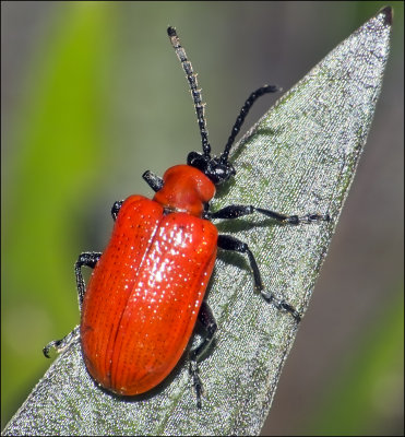 Lily Beetle