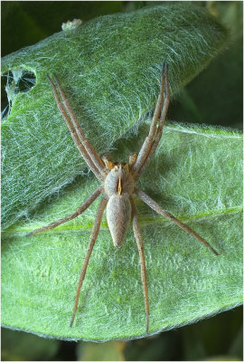 Nursery Web Spider