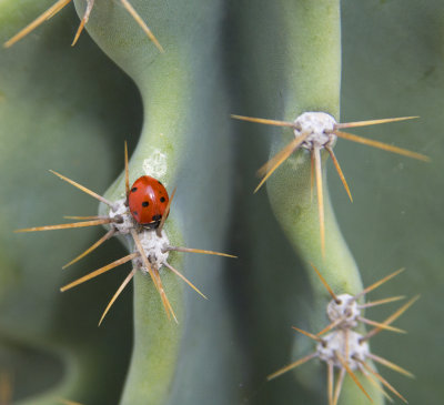 cactus-ladybug6506.jpg