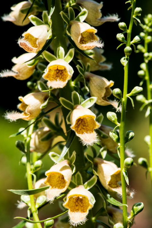 s140724-15-Jardin des Curiosites.jpg