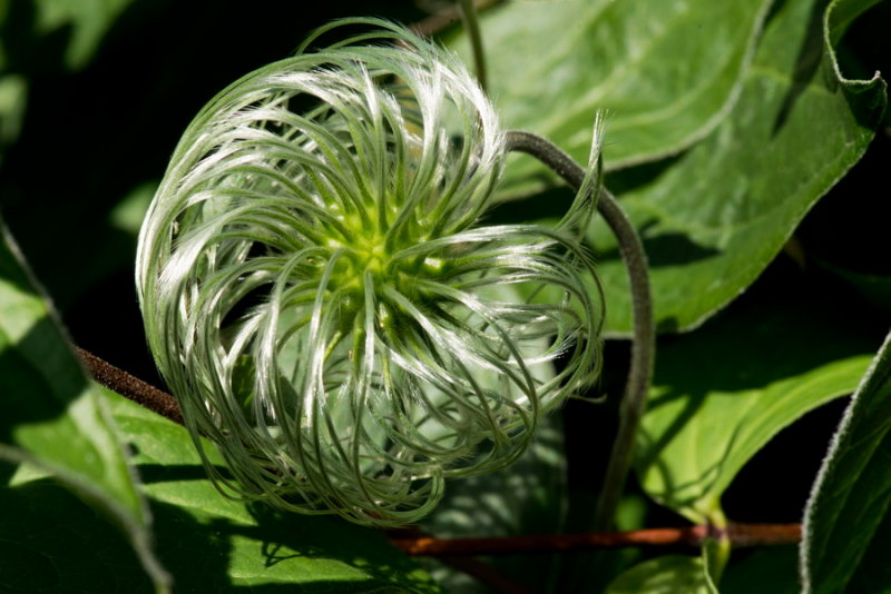s140724-16-Jardin des Curiosites.jpg