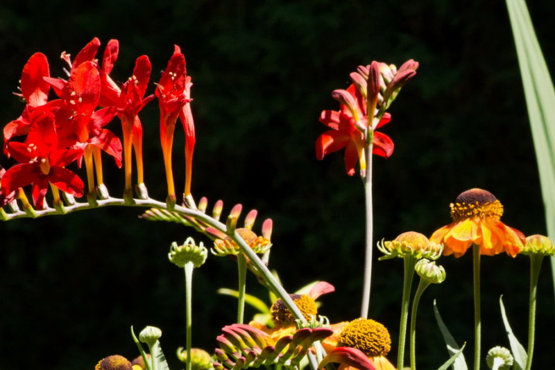 s140724-20b-Jardin des Curiosites.jpg