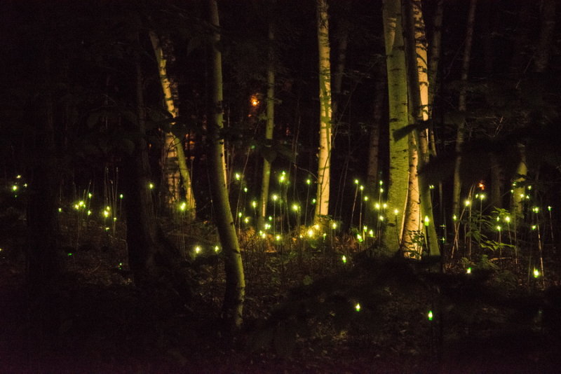 140810-25-Foresta Lumina - Coaticook.jpg