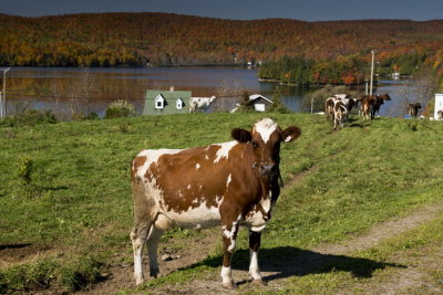 RM_131001-17-Vaches region Dudswell.jpg