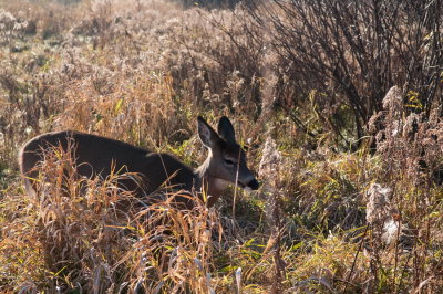 101112-04-Parc de Longueuil.jpg