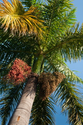 s140111au18-025-Cancun-Oasis Palm.jpg