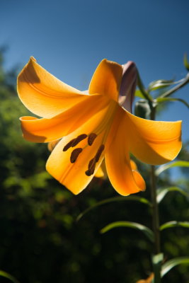 s140724-05-Jardin des Curiosites.jpg