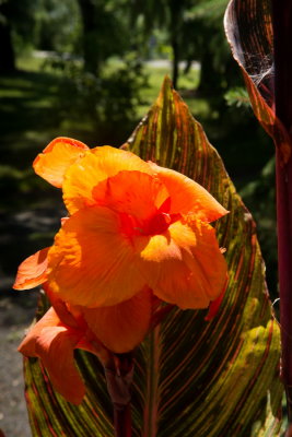 s140724-07-Jardin des Curiosites.jpg