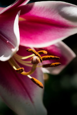 s140724-09-Jardin des Curiosites.jpg