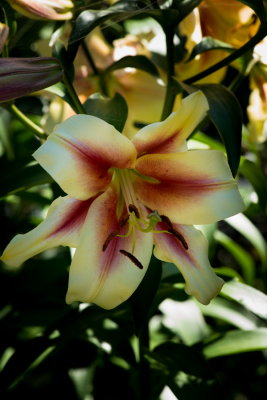 s140724-10-Jardin des Curiosites.jpg
