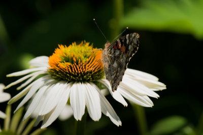 s140724-11-Jardin des Curiosites.jpg
