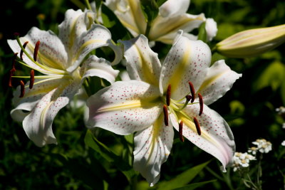s140724-12-Jardin des Curiosites.jpg