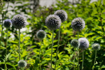 s140724-13-Jardin des Curiosites.jpg