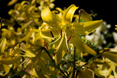 s140724-14-Jardin des Curiosites.jpg