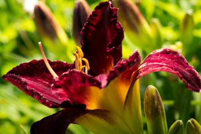 s140724-17-Jardin des Curiosites.jpg