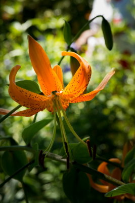 s140724-19-Jardin des Curiosites.jpg