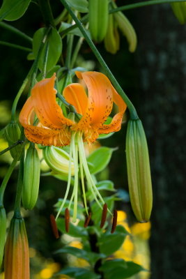 s140724-22-Jardin des Curiosites.jpg