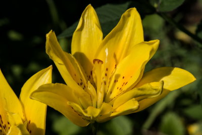 s140724-24-Jardin des Curiosites.jpg