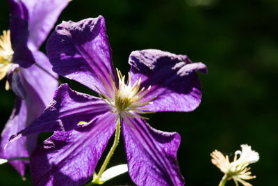 s140724-25-Jardin des Curiosites.jpg