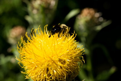s140724-26-Jardin des Curiosites.jpg