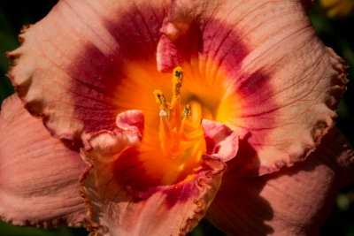 s140724-28-Jardin des Curiosites.jpg