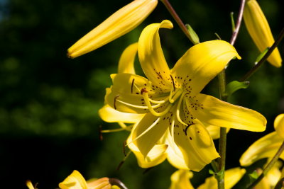 s140724-30-Jardin des Curiosites.jpg