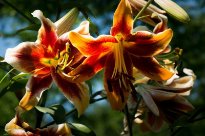 s140724-32-Jardin des Curiosites.jpg