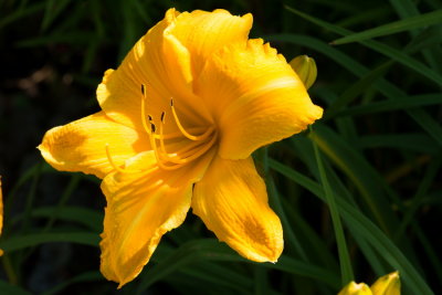 s140724-33-Jardin des Curiosites.jpg