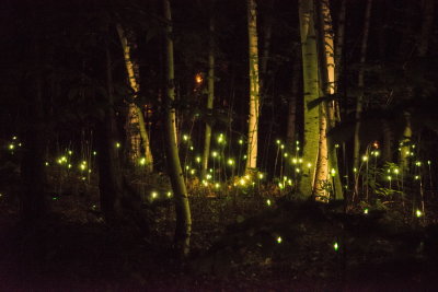 140810-25-Foresta Lumina - Coaticook.jpg